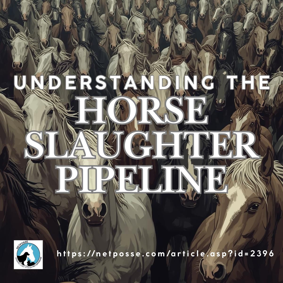 store/pages/2396/Horse slaughter pipeline.jpg